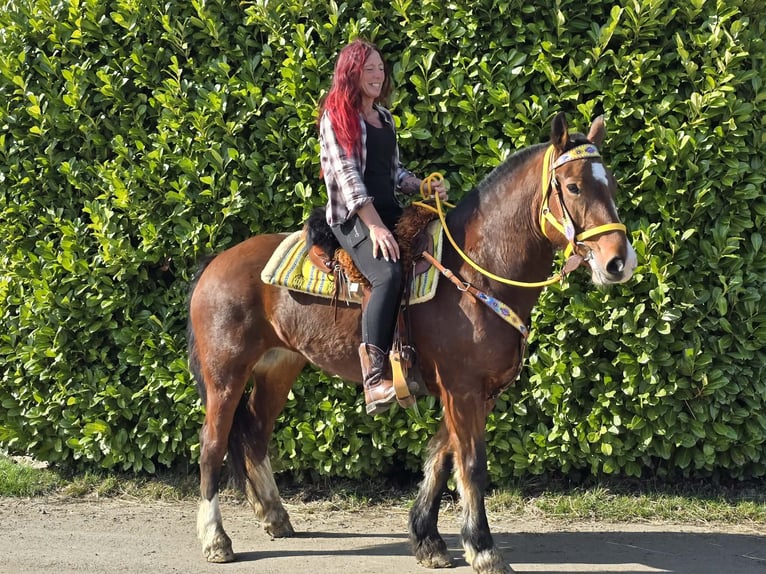 Franches-Montagnes Jument 8 Ans 155 cm Bai in Linkenbach