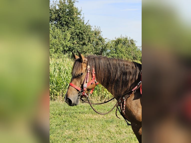 Franches-Montagnes Jument 9 Ans 152 cm Bai in Linkenbach