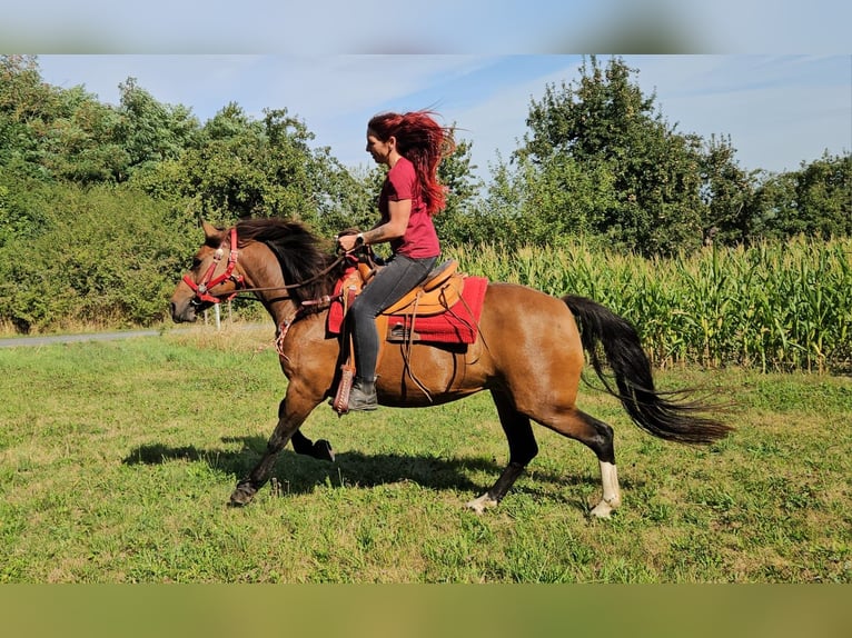 Franches-Montagnes Jument 9 Ans 152 cm Bai in Linkenbach