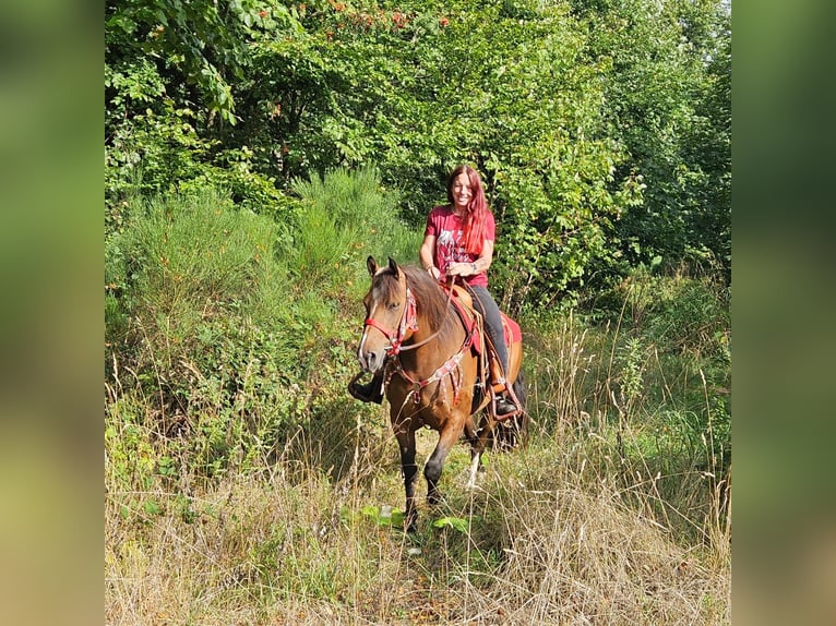Franches-Montagnes Jument 9 Ans 152 cm Bai in Linkenbach