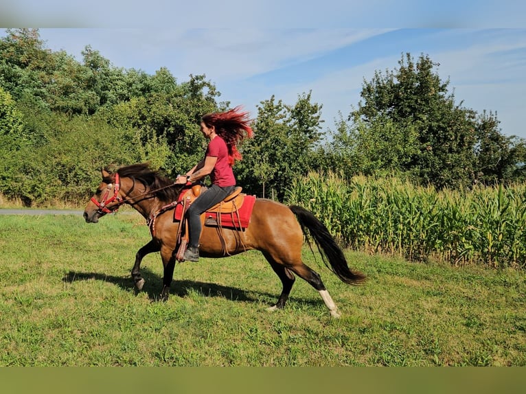 Franches-Montagnes Jument 9 Ans 152 cm Bai in Linkenbach