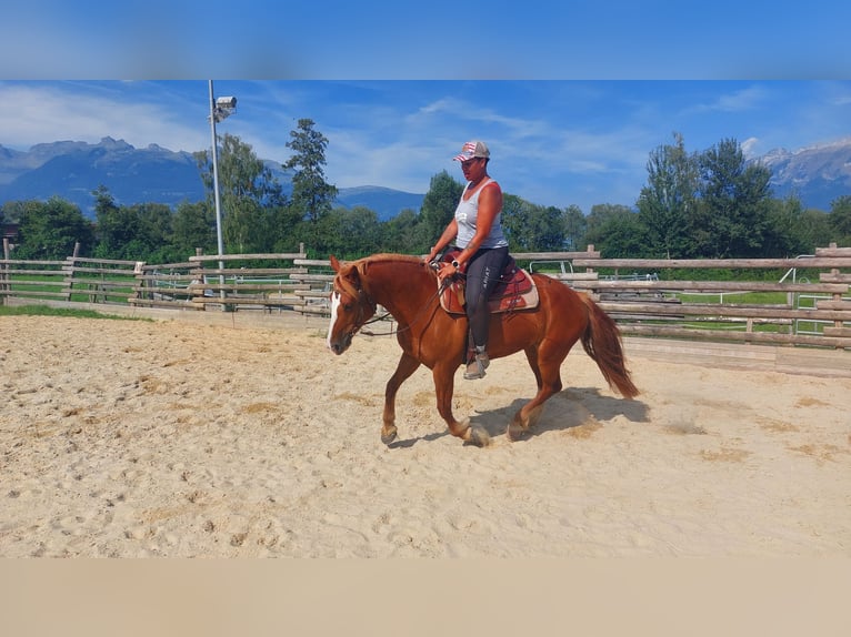 Franches-Montagnes Jument 9 Ans 153 cm Alezan in Schaan Franches-Montagnes Jument 9 Ans 153 cm Alezan in Schaan