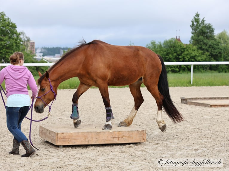 Franches-Montagnes Jument 9 Ans 154 cm Bai in Othmarsingen