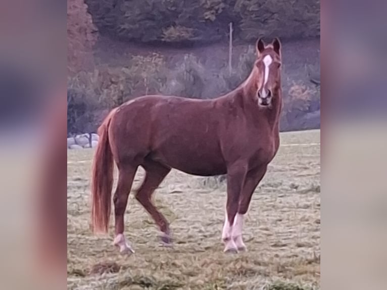 Franches-Montagnes Jument 9 Ans 156 cm Alezan in Oberdiessbach