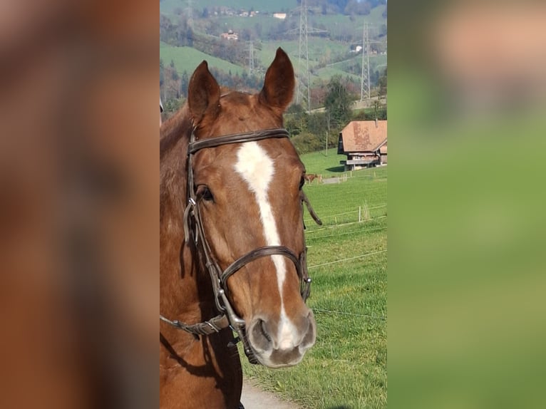 Franches-Montagnes Jument 9 Ans 156 cm Alezan in Oberdiessbach