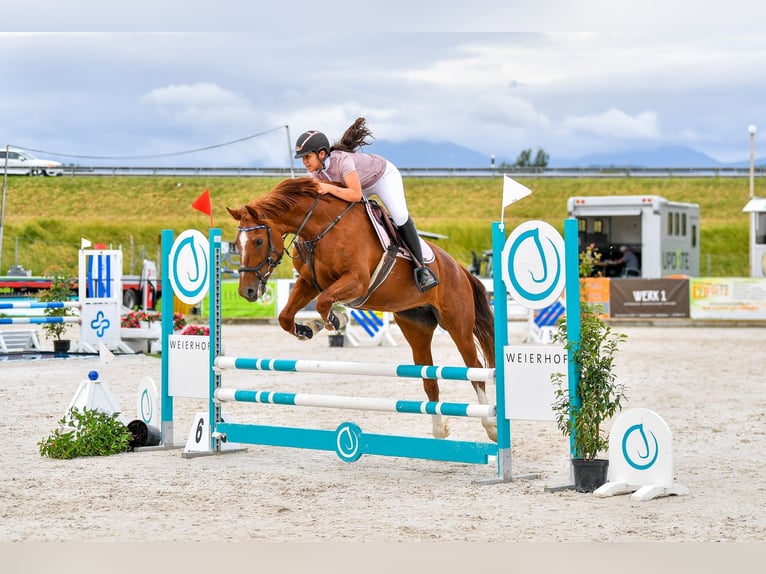 Franches-Montagnes Jument 9 Ans 165 cm Alezan in Bettwiesen