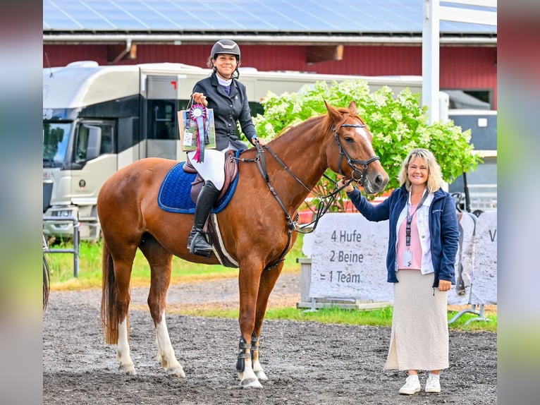 Franches-Montagnes Jument 9 Ans 165 cm Alezan in Bettwiesen