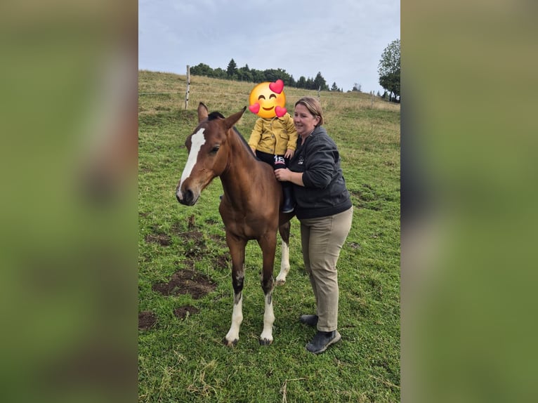 Franches-Montagnes Jument Poulain (03/2025) Bai in Le Noirmont