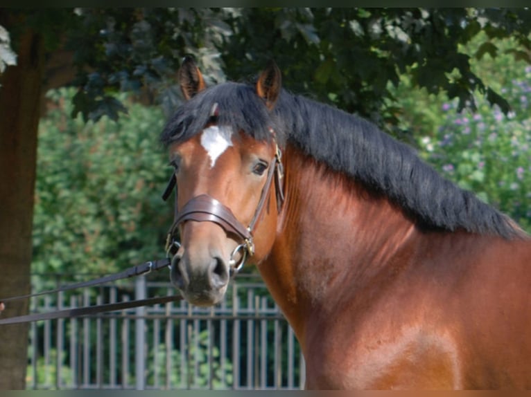 FRANCO Reńsko-niemiecki koń zimnokrwisty Ogier Gniada in Warendorf