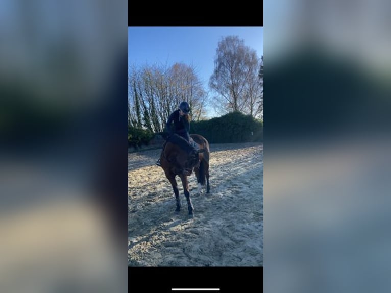 Francuski kuc wierzchowy Klacz 10 lat 152 cm Gniada in Erre