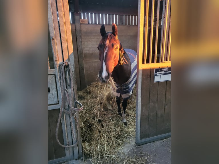 Francuski kuc wierzchowy Klacz 11 lat 145 cm Kara in Wallon-Cappel