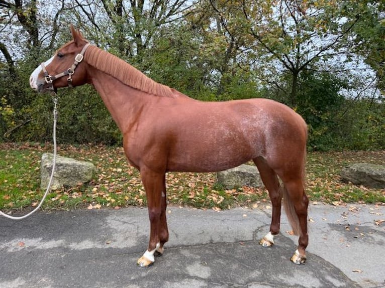 Francuski kuc wierzchowy Klacz 11 lat 149 cm Kasztanowata in Bergem