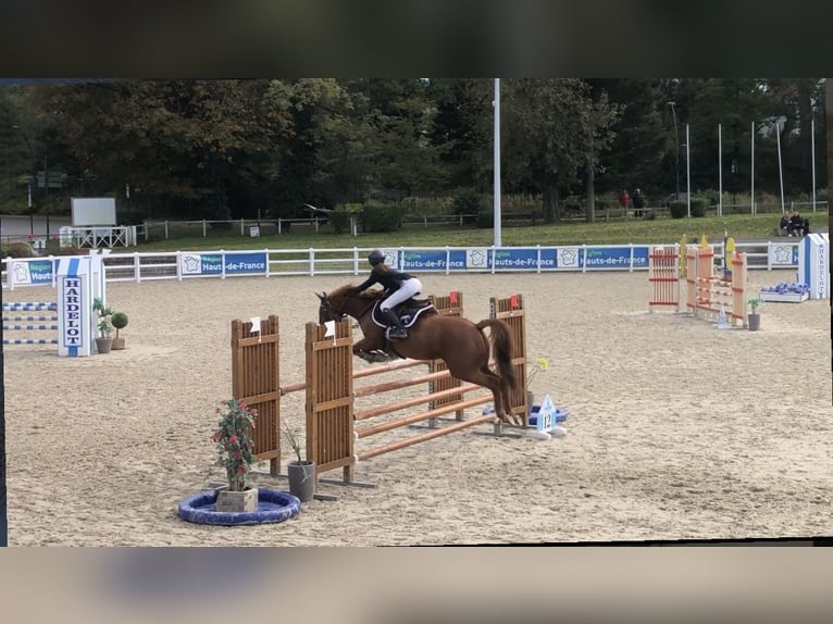 Francuski kuc wierzchowy Klacz 13 lat 145 cm Kasztanowata in Boulogne-sur-Mer