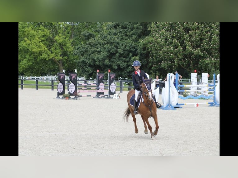 Francuski kuc wierzchowy Klacz 13 lat 145 cm Kasztanowata in Boulogne-sur-Mer