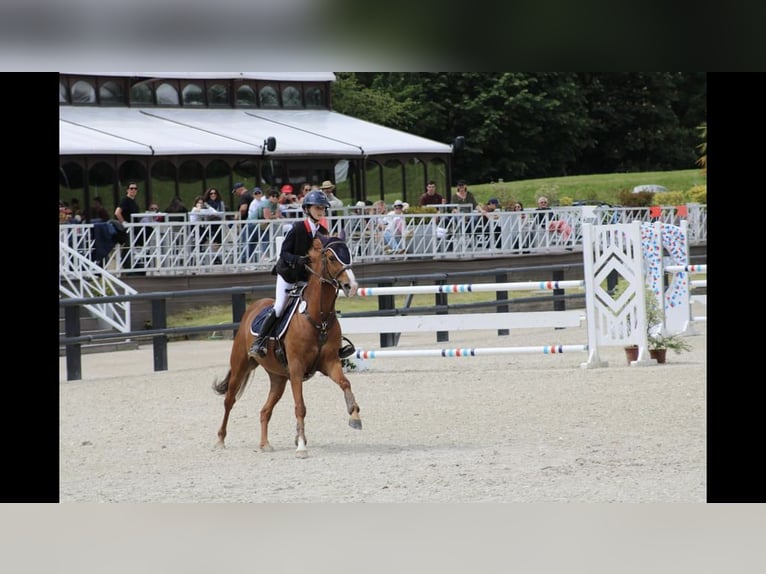 Francuski kuc wierzchowy Klacz 13 lat 145 cm Kasztanowata in Boulogne-sur-Mer