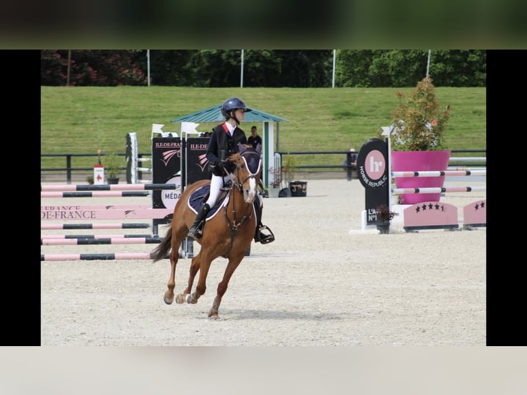 Francuski kuc wierzchowy Klacz 13 lat 145 cm Kasztanowata in Boulogne-sur-Mer