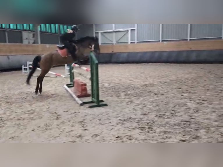 Francuski kuc wierzchowy Klacz 14 lat 145 cm Gniada in Avillers-Sainte-Croix