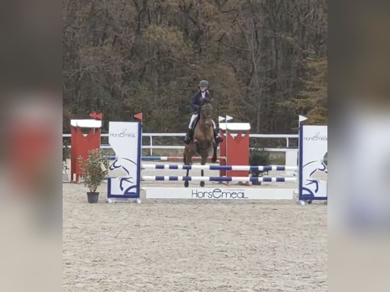 Francuski kuc wierzchowy Klacz 14 lat 145 cm Gniada in Avillers-Sainte-Croix