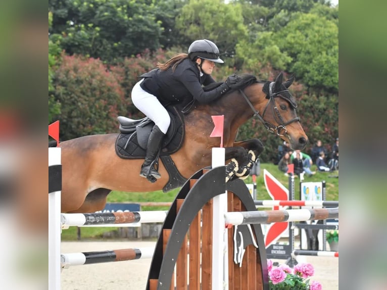 Francuski kuc wierzchowy Klacz 14 lat 149 cm Gniada in Montpellier