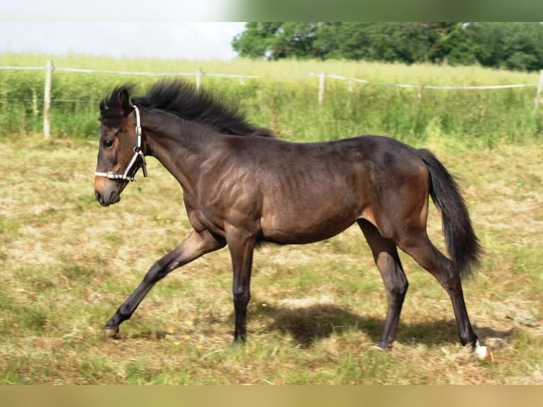 Francuski kuc wierzchowy Klacz 1 Rok 147 cm Ciemnogniada in VERDELOT Francuski kuc wierzchowy Klacz 1 Rok 147 cm Ciemnogniada in VERDELOT