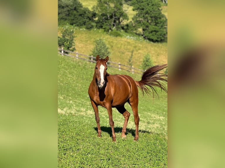 Francuski kuc wierzchowy Klacz 20 lat 147 cm in Val Di Vizze