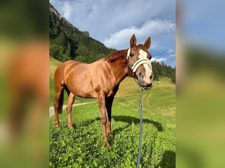 Francuski kuc wierzchowy Klacz 20 lat 147 cm in Val Di Vizze