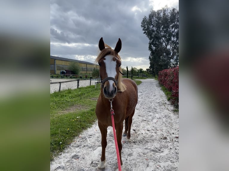 Francuski kuc wierzchowy Klacz 3 lat 138 cm Kasztanowata in Rennes