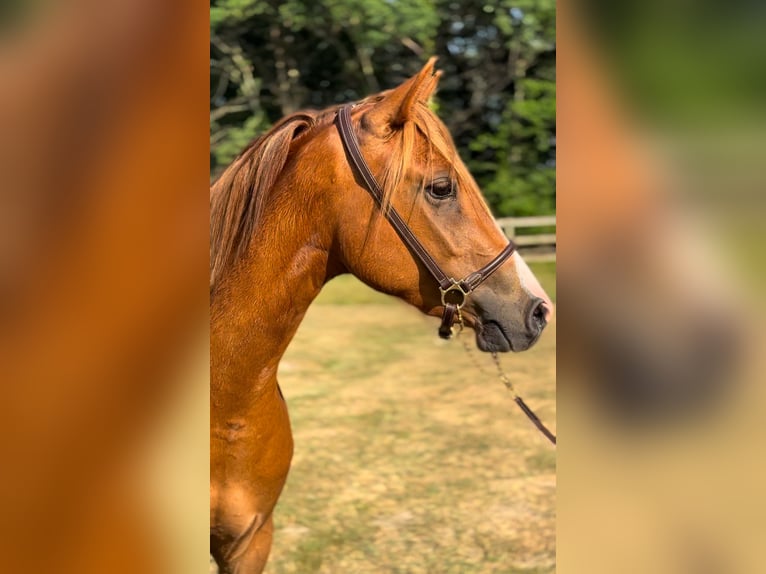 Francuski kuc wierzchowy Klacz 3 lat 142 cm Kasztanowata in Escalans