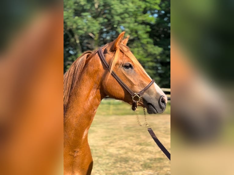 Francuski kuc wierzchowy Klacz 3 lat 142 cm Kasztanowata in Escalans