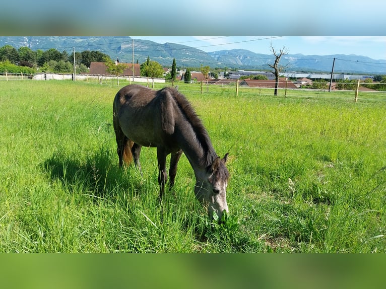 Francuski kuc wierzchowy Klacz 4 lat 133 cm Siwa in Saint Marcellin