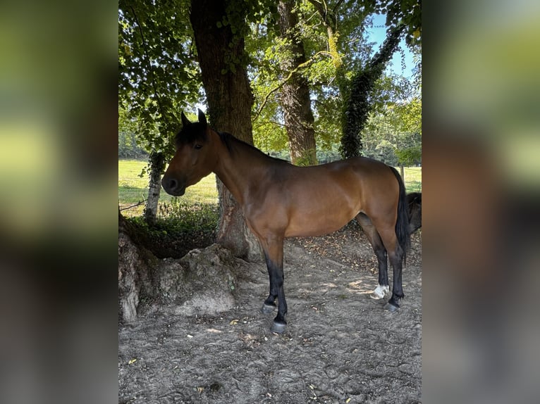 Francuski kuc wierzchowy Klacz 4 lat 140 cm Gniada in Feytiat