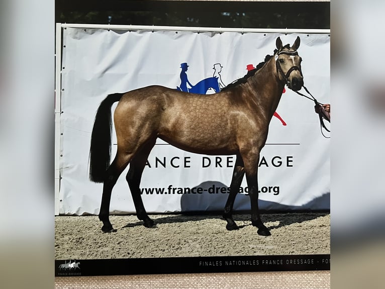 Francuski kuc wierzchowy Klacz 5 lat 137 cm Bułana in Saint-André-en-Bresse