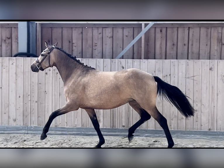 Francuski kuc wierzchowy Klacz 5 lat 137 cm Bułana in Saint-André-en-Bresse