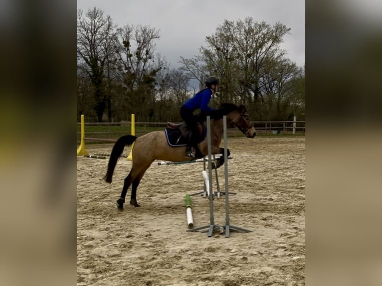 Francuski kuc wierzchowy Klacz 5 lat 137 cm Bułana in Saint-André-en-Bresse