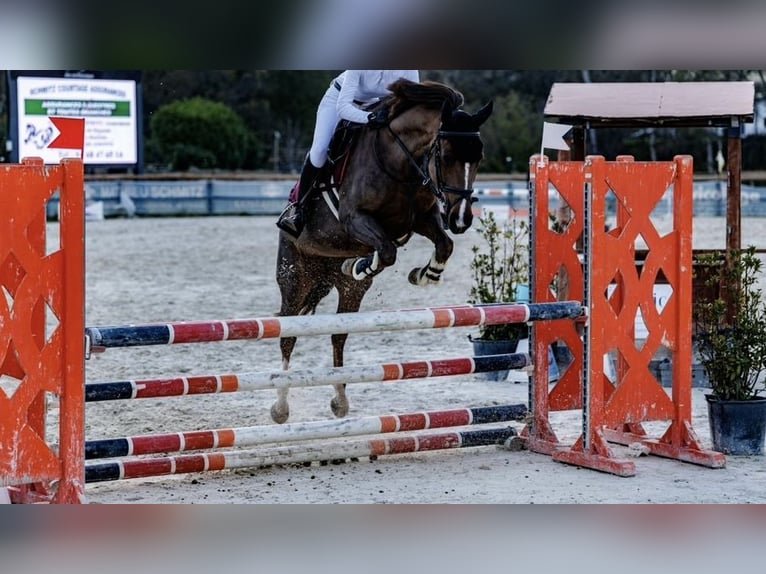 Francuski kuc wierzchowy Klacz 8 lat 148 cm Ciemnokasztanowata in Nans-les-Pins