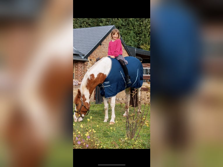 Francuski kuc wierzchowy Klacz 9 lat 148 cm Srokata in Sart-lez-spa