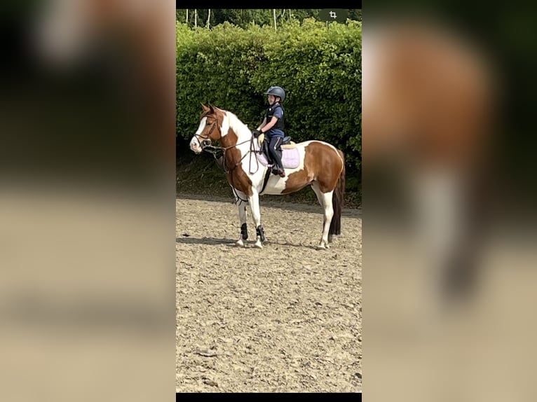 Francuski kuc wierzchowy Klacz 9 lat 148 cm Srokata in Sart-lez-spa