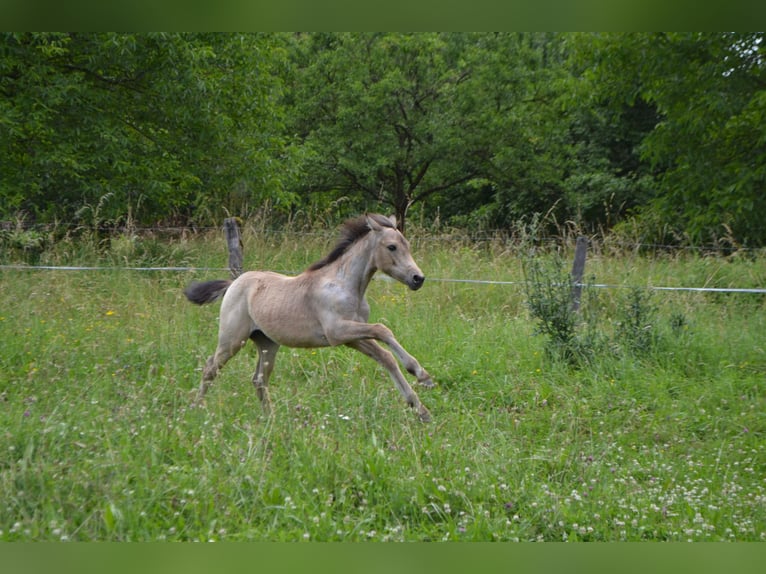 Francuski kuc wierzchowy Klacz Źrebak (03/2024) 143 cm Siwa in Kunheim