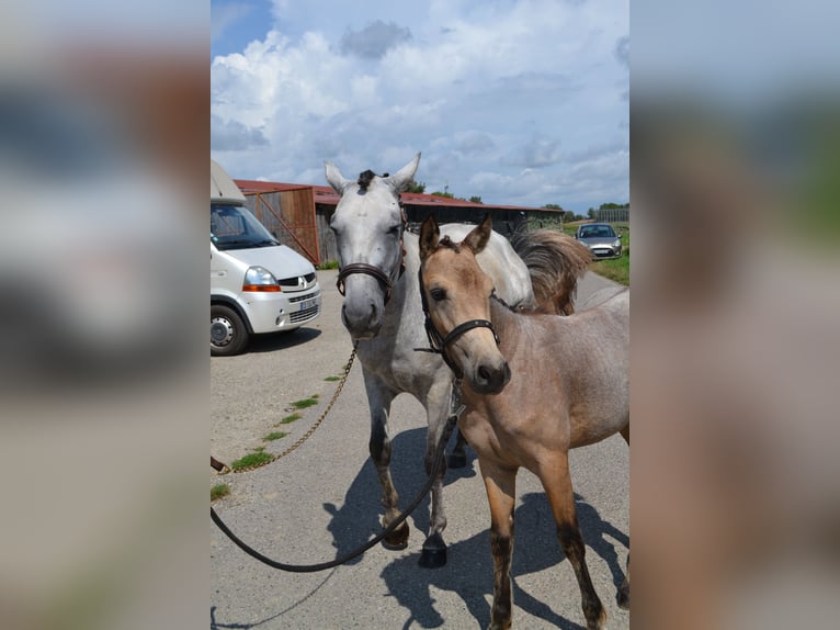 Francuski kuc wierzchowy Klacz Źrebak (03/2024) 143 cm Siwa in Kunheim