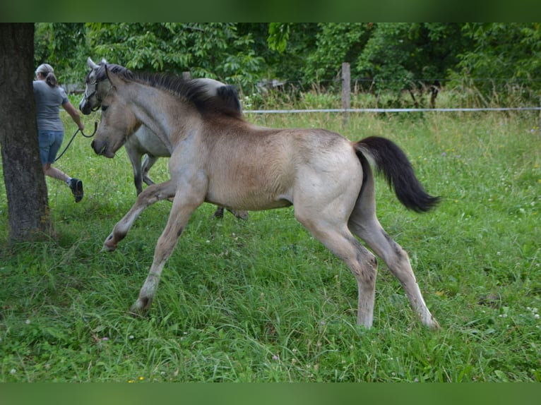 Francuski kuc wierzchowy Klacz Źrebak (03/2024) 143 cm Siwa in Kunheim