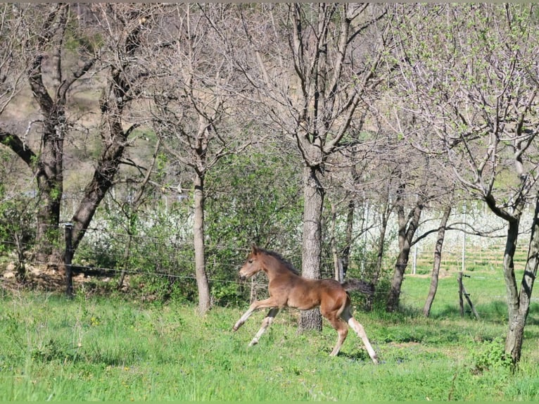 Francuski kuc wierzchowy Klacz  160 cm Gniada in sisteron