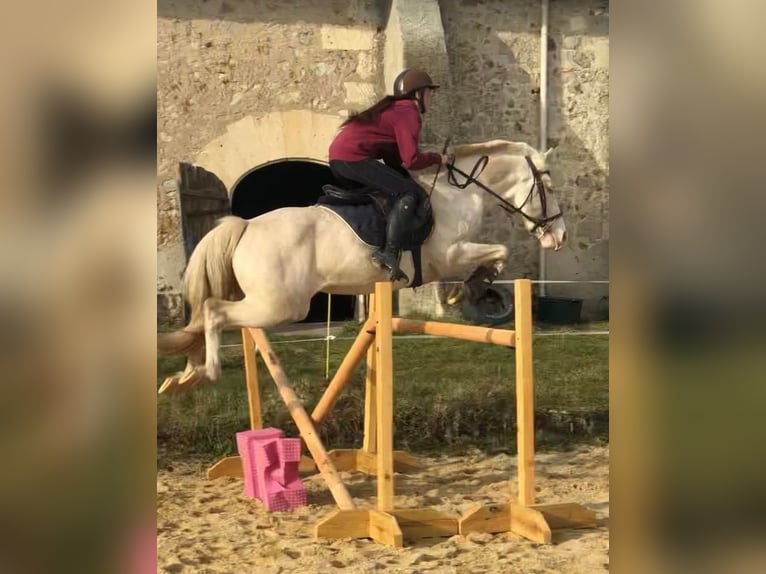 Francuski kuc wierzchowy Ogier 12 lat 151 cm Cremello in LA GENETOUZE