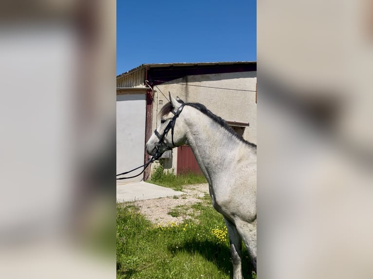 Francuski kuc wierzchowy Ogier 4 lat 147 cm Siwa in Saint-André-en-Bresse