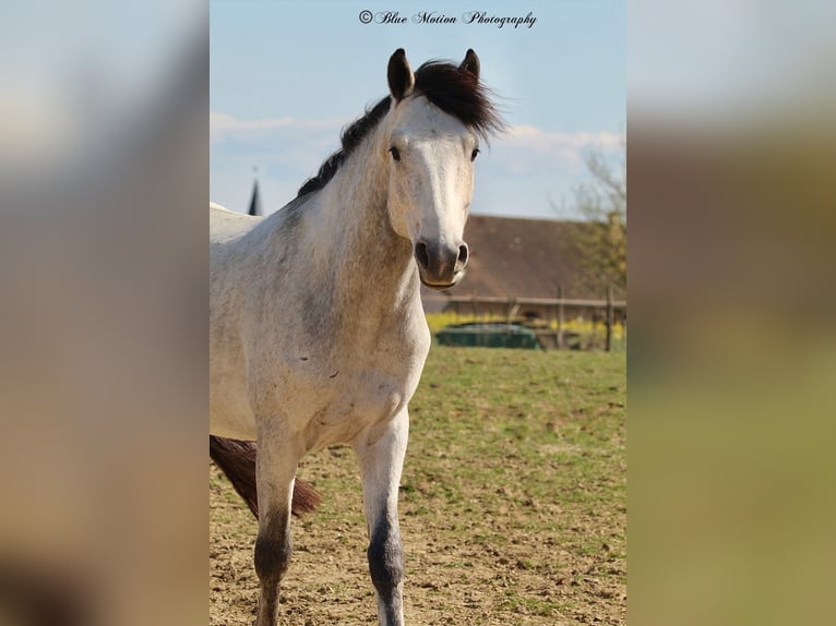 Francuski kuc wierzchowy Ogier 4 lat 147 cm Siwa in Saint-André-en-Bresse