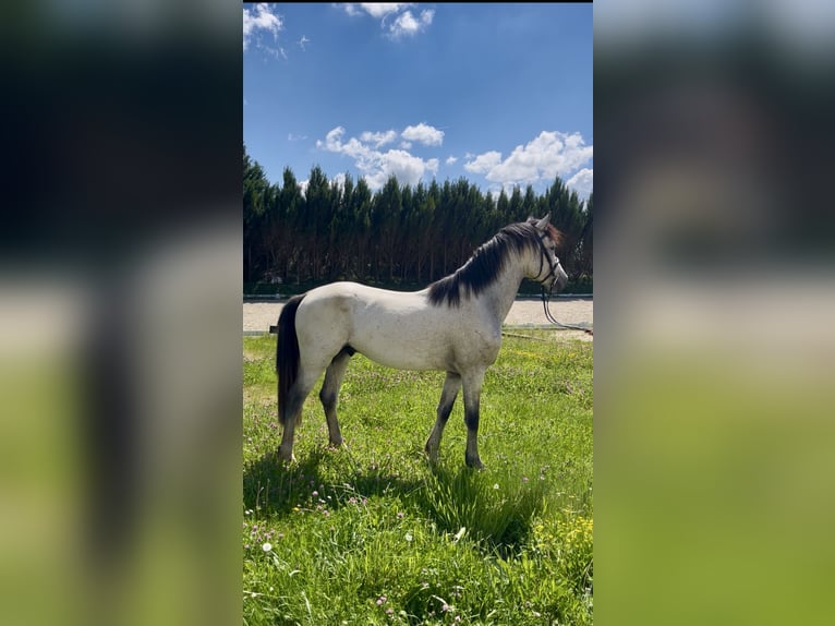 Francuski kuc wierzchowy Ogier 4 lat 147 cm Siwa in Saint-André-en-Bresse