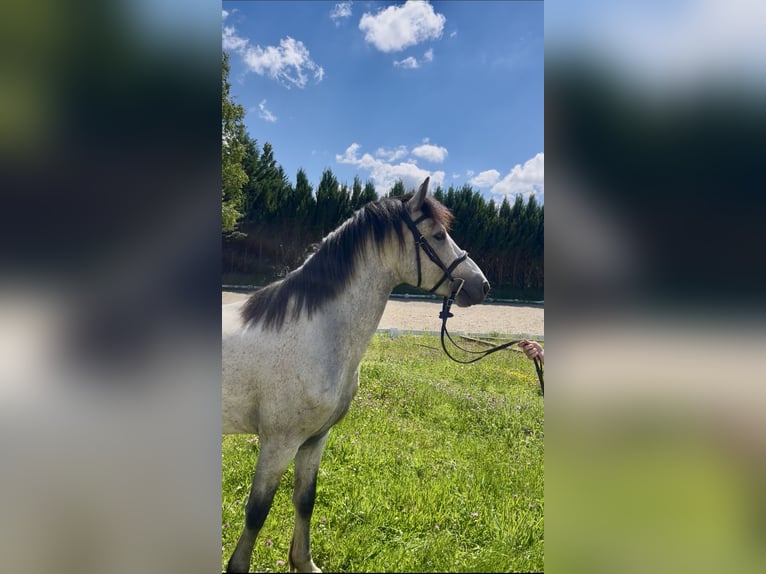 Francuski kuc wierzchowy Ogier 4 lat 147 cm Siwa in Saint-André-en-Bresse