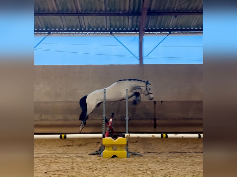 Francuski kuc wierzchowy Ogier 4 lat 147 cm Siwa in Saint-André-en-Bresse