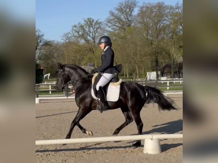 Francuski kuc wierzchowy Ogier 5 lat 148 cm Kara in Mérignies