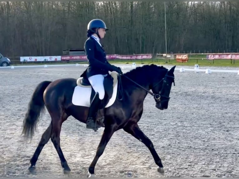 Francuski kuc wierzchowy Ogier 5 lat 148 cm Kara in Mérignies