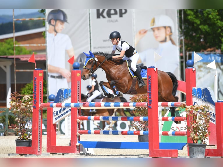 Francuski kuc wierzchowy Wałach 10 lat 142 cm Gniada in Legnano